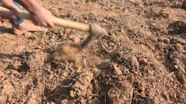 Çiftçi tarlayı kazıyor. Toprak ekme hazırlığı. Çiftçi çiftliğinde çalışıyor ve tarlayı hazırlıyor. Toprak kazmak için çiftçi eli ve alet. Tarım faaliyetleri.