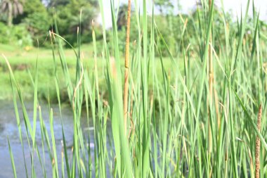 Typha angustifolia bitkisi. Diğer adları daha az kabadayı, ince yaprak kuyruk ve daha az sazlık. Bu Typha cinsinin bir aperatif yedeklemesi. Bitkinin bu bölümleri yenilebilir..    