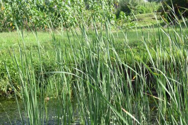 Typha angustifolia bitkisi. Diğer adları daha az kabadayı, ince yaprak kuyruk ve daha az sazlık. Bu Typha cinsinin bir aperatif yedeklemesi. Bitkinin bu bölümleri yenilebilir..    