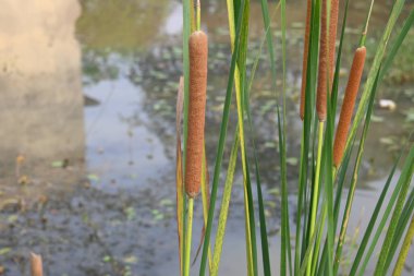 Typha angustifolia bitkisi. Diğer adları daha az kabadayı, ince yaprak kuyruk ve daha az sazlık. Bu Typha cinsinin bir aperatif yedeklemesi. Bitkinin bu bölümleri yenilebilir..    