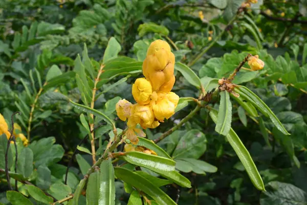 stock image Senna alata flower. Itis a importantmedicinal tree. Its other namesemperor candlesticks,candle bush,candelabra bush,Christmas candles flower,empress candle plant,ringworm shrub andcandletree.