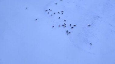 Beyaz arka planda siyah karıncalar. Makro karınca iğnesi. Diğer adı da siyah bahçe karıncaları, Lasius niger ve sıradan siyah karınca. Bu aformicineant, Lasius alt cinsinin türüdür..