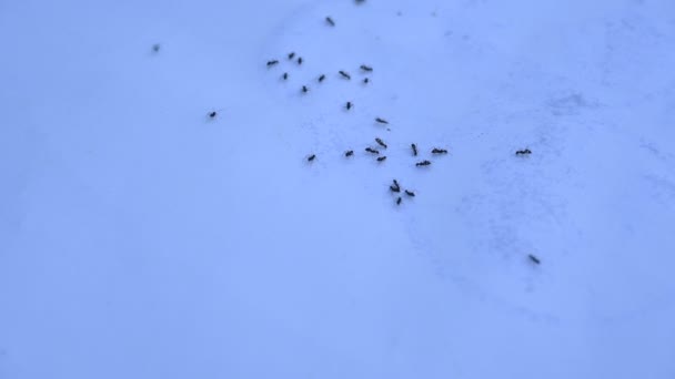 白色背景的黑蚂蚁蚂蚁的宏观射击 它的另一个名称是黑角蚁 黑角蚁和普通的黑角蚁 这种形变的蚂蚁 亚属的模式种 — 图库视频影像