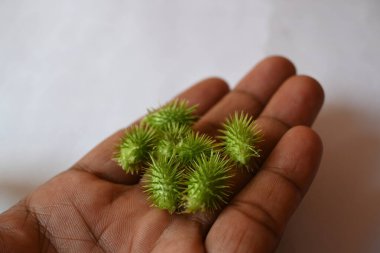 Beyaz arka planda Xanthium strumarium. Diğer adları da kaba koklebur, clotbur, sıradan koklebur, büyük koklebur ve woolgarie bur. Bu bitkinin birçok tıbbi özelliği vardır..