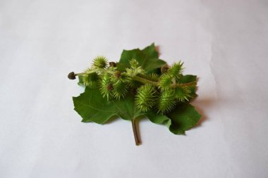 Beyaz arka planda Xanthium strumarium. Diğer adları da kaba koklebur, clotbur, sıradan koklebur, büyük koklebur ve woolgarie bur. Bu bitkinin birçok tıbbi özelliği vardır..