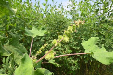 Xanthium strumaryumu. Diğer adları da kaba koklebur, clotbur, sıradan koklebur, büyük koklebur ve woolgarie bur. Bu bitkinin birçok tıbbi özelliği vardır..