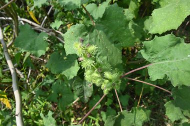 Xanthium strumaryumu. Diğer adları da kaba koklebur, clotbur, sıradan koklebur, büyük koklebur ve woolgarie bur. Bu bitkinin birçok tıbbi özelliği vardır..