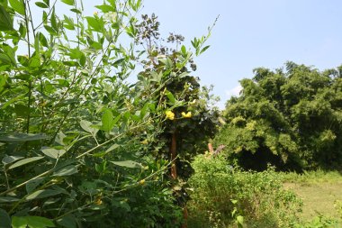 Xanthium strumaryumu. Diğer adları da kaba koklebur, clotbur, sıradan koklebur, büyük koklebur ve woolgarie bur. Bu bitkinin birçok tıbbi özelliği vardır..