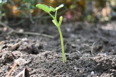 Sadece filizlenmiş fasulye. Fasulyeler sebze bahçesinde yetişir. Küçük fasulye filizli toprak. Küçük fasulye bitkisi.. 