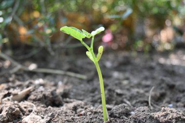 Sadece filizlenmiş fasulye. Fasulyeler sebze bahçesinde yetişir. Küçük fasulye filizli toprak. Küçük fasulye bitkisi.. 