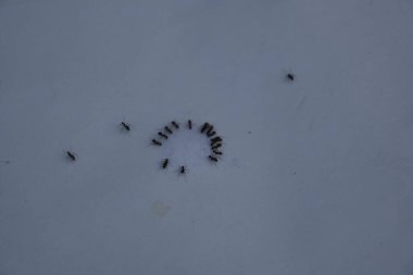 Beyaz arka planda siyah karıncalar. Makro karınca iğnesi. Diğer adı da siyah bahçe karıncaları, Lasius niger ve sıradan siyah karınca. Bu aformicineant, Lasius alt cinsinin türüdür..