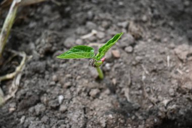 Sadece filizlenmiş fasulye. Fasulyeler sebze bahçesinde yetişir. Küçük fasulye filizli toprak. Küçük fasulye bitkisi.. 