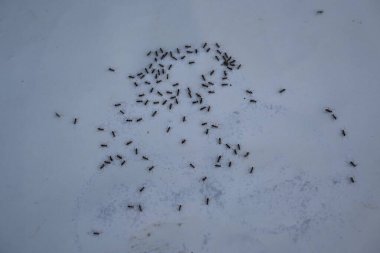 Beyaz arka planda siyah karıncalar. Makro karınca iğnesi. Diğer adı da siyah bahçe karıncaları, Lasius niger ve sıradan siyah karınca. Bu aformicineant, Lasius alt cinsinin türüdür..