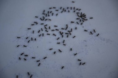 Beyaz arka planda siyah karıncalar. Makro karınca iğnesi. Diğer adı da siyah bahçe karıncaları, Lasius niger ve sıradan siyah karınca. Bu aformicineant, Lasius alt cinsinin türüdür..