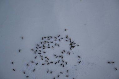 Beyaz arka planda siyah karıncalar. Makro karınca iğnesi. Diğer adı da siyah bahçe karıncaları, Lasius niger ve sıradan siyah karınca. Bu aformicineant, Lasius alt cinsinin türüdür..