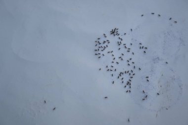 Beyaz arka planda siyah karıncalar. Makro karınca iğnesi. Diğer adı da siyah bahçe karıncaları, Lasius niger ve sıradan siyah karınca. Bu aformicineant, Lasius alt cinsinin türüdür..