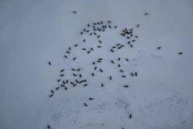Beyaz arka planda siyah karıncalar. Makro karınca iğnesi. Diğer adı da siyah bahçe karıncaları, Lasius niger ve sıradan siyah karınca. Bu aformicineant, Lasius alt cinsinin türüdür..