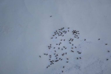 Beyaz arka planda siyah karıncalar. Makro karınca iğnesi. Diğer adı da siyah bahçe karıncaları, Lasius niger ve sıradan siyah karınca. Bu aformicineant, Lasius alt cinsinin türüdür..