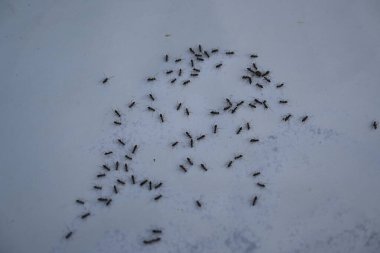 Beyaz arka planda siyah karıncalar. Makro karınca iğnesi. Diğer adı da siyah bahçe karıncaları, Lasius niger ve sıradan siyah karınca. Bu aformicineant, Lasius alt cinsinin türüdür..