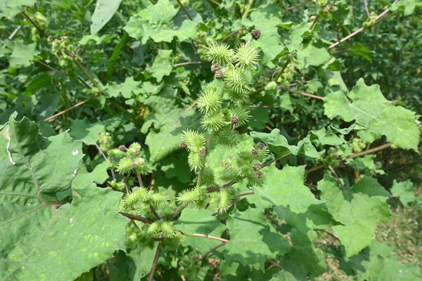 Xanthium strumaryumu. Diğer adları da kaba koklebur, clotbur, sıradan koklebur, büyük koklebur ve woolgarie bur. Bu bitkinin birçok tıbbi özelliği vardır..