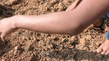 Çiftçi tarladaki yabani otları temizler. Toprak ekme hazırlığı. Çiftçi bahçeyi hazırlıyor. Tarım faaliyetleri.
