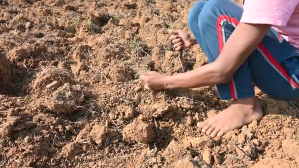 Farmer Rimuove Erbacce Dal Campo Preparazione Del Suolo Semina Contadino — Video Stock