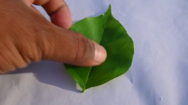 Millettia pinnata tohumu. Fabaceae familyasından bir ağaç türü. Diğer adı Pongamiapinnata, Hint biechandPongame Petrol Ağacı. Petrol tohumlarından çıkarılır. Ayurvedic tıp.