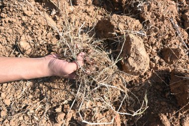 Çiftçi tarladaki yabani otları temizler. Toprak ekme hazırlığı. Çiftçi bahçeyi hazırlıyor. Tarım faaliyetleri.