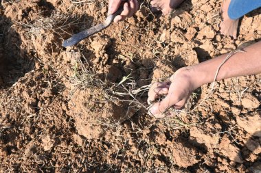 Çiftçi tarladaki yabani otları temizler. Toprak ekme hazırlığı. Çiftçi bahçeyi hazırlıyor. Tarım faaliyetleri.