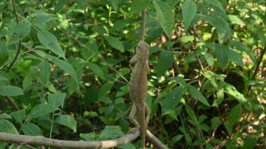 Ağaçtaki bukalemunlar. Sürüngen bir hayvan. Chamaeleonidae familyasından bir hayvandır. Diğer adı Chamaeleons. Bu hayvan renk değiştirmede ustadır..