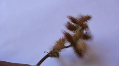 Beyaz arka planda kuru Xanthium strumaryumu. Diğer adları da kaba koklebur, clotbur, sıradan koklebur, büyük koklebur ve woolgarie bur. Bu bitkinin birçok tıbbi özelliği vardır..
