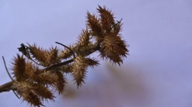 Beyaz arka planda kuru Xanthium strumaryumu. Diğer adları da kaba koklebur, clotbur, sıradan koklebur, büyük koklebur ve woolgarie bur. Bu bitkinin birçok tıbbi özelliği vardır..