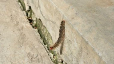 Çingene güvesi Lymantria dispar. Bir çingene güvesi kapatıyoruz. Bütün vücudu yünle kaplı. Yemekteki yeşil yaprakları yiyor. Asya çingene güvesi.