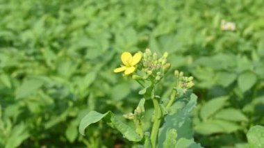 Hardal çiçekleri. Brassica cinsinde ve Brassicaceae familyasından bir bitki türüdür. Hardal tohumu baharat ve kullanılmış yeşillik olarak kullanılır. Hardal yetiştiriciliği. Sarı çiçek..