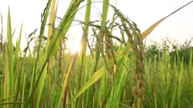 Pirinç kulakları. Pirinç kulaklarını kapat. Hindistan 'daki Paddy ya da Rice arazisi. Pirinç ya da çeltik. Tahıl tarlası konsepti. Yeşil pirinç bitkisinin kapağını kapatın..