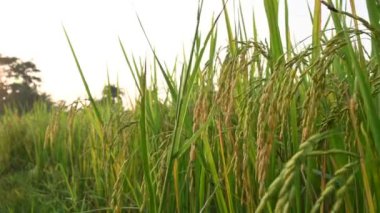 Pirinç kulakları. Pirinç kulaklarını kapat. Hindistan 'daki Paddy ya da Rice arazisi. Pirinç ya da çeltik. Tahıl tarlası konsepti. Yeşil pirinç bitkisinin kapağını kapatın..