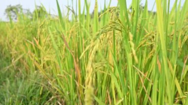 Pirinç kulakları. Pirinç kulaklarını kapat. Hindistan 'daki Paddy ya da Rice arazisi. Pirinç ya da çeltik. Tahıl tarlası konsepti. Yeşil pirinç bitkisinin kapağını kapatın..