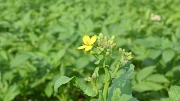 Hořčičné Květiny Jedná Rostlinný Druh Rodu Brassica Sinapis Čeledi Brassicaceae — Stock video