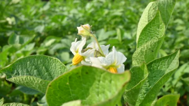Sebze Bahçesinde Patates Çiçeği Solanum Tüberozum Bitkisinin Nişastası Genç Patates — Stok video