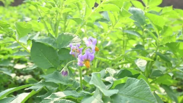 Potatisblomma Grönsaksträdgården Det Starchytuberos Växten Solanum Tuberosum Gröna Friska Blad — Stockvideo