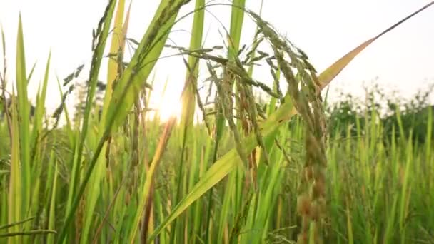 Уши Риса Крупный План Рисовых Ушей Падди Рисовое Поле Индии — стоковое видео