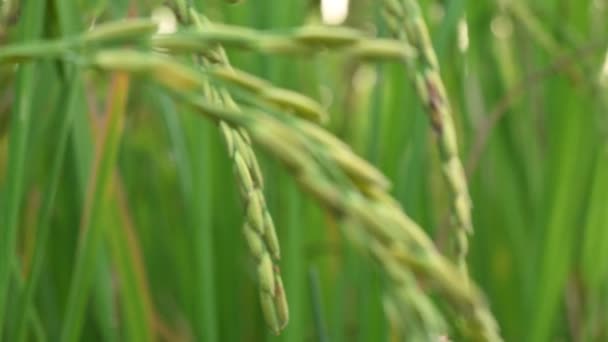 Уши Риса Крупный План Рисовых Ушей Падди Рисовое Поле Индии — стоковое видео
