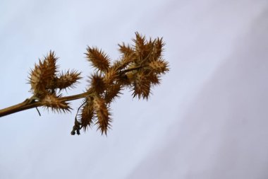 Beyaz arka planda kuru Xanthium strumaryumu. Diğer adları da kaba koklebur, clotbur, sıradan koklebur, büyük koklebur ve woolgarie bur. Bu bitkinin birçok tıbbi özelliği vardır..