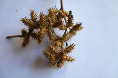 Beyaz arka planda kuru Xanthium strumaryumu. Diğer adları da kaba koklebur, clotbur, sıradan koklebur, büyük koklebur ve woolgarie bur. Bu bitkinin birçok tıbbi özelliği vardır..
