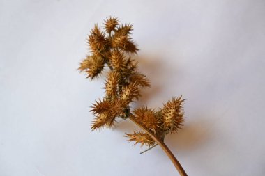 Beyaz arka planda kuru Xanthium strumaryumu. Diğer adları da kaba koklebur, clotbur, sıradan koklebur, büyük koklebur ve woolgarie bur. Bu bitkinin birçok tıbbi özelliği vardır..