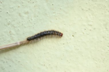 Gypsy moth Lymantria dispar. close up macro a gypsy moth. Its whole body is covered with wool.  It eats green leaves in its food. Asian Gypsy Moth.