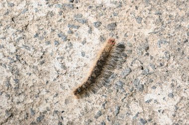 Çingene güvesi Lymantria dispar. Bir çingene güvesi kapatıyoruz. Bütün vücudu yünle kaplı. Yemekteki yeşil yaprakları yiyor. Asya çingene güvesi.