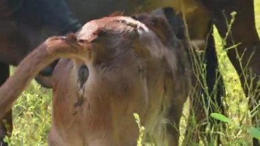 Buzağısını besleyen bir inek. Süt içen şirin baldırları. Sığır yetiştiriciliği ya da çiftçilik kavramı. Hintli inekler ve bebeği. 
