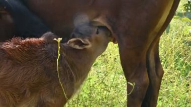 Buzağısını besleyen bir inek. Süt içen şirin baldırları. Sığır yetiştiriciliği ya da çiftçilik kavramı. Hintli inekler ve bebeği. 
