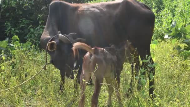 牛が牛に餌を与えている かわいい子牛が牛乳を飲んでいる 牛の農業か夫婦の概念 インドの牛とその赤ちゃん — ストック動画